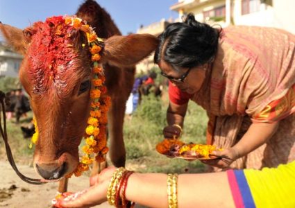 तिहारको चौथो दिन : आज गाई पूजा