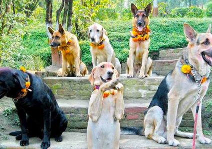 आज कुकुर तिहार मनाइँदै