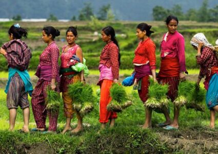 धान दिवस मनाइयो, रोपाई ११ प्रतिशत मात्रै