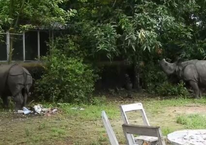 पुष्पा र अञ्जलीलाई कोशी टप्पु वन्यजन्तु आरक्षमा पठाइने