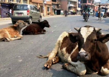 काठमाडौं महानगरले छाडा चाैपायाको संरक्षण गर्ने