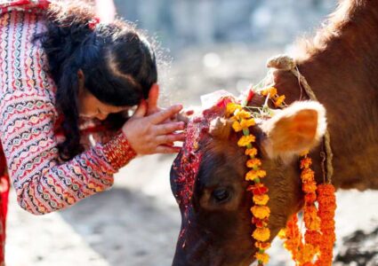तिहारको तेस्रो दिन : आज गाई पूजा