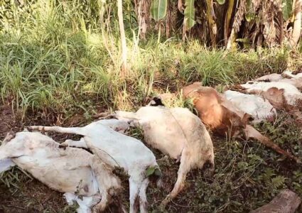 उदयपुरको गाईघाटमा एकैघरका १८ माउबाख्रा एकैपटक मरे