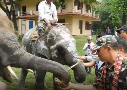 १३ औं अन्तराष्ट्रिय हात्ती दिवस : सौराहामा हात्तीलाई वनभोज